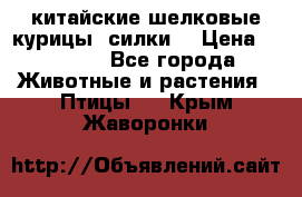 китайские шелковые курицы (силки) › Цена ­ 2 500 - Все города Животные и растения » Птицы   . Крым,Жаворонки